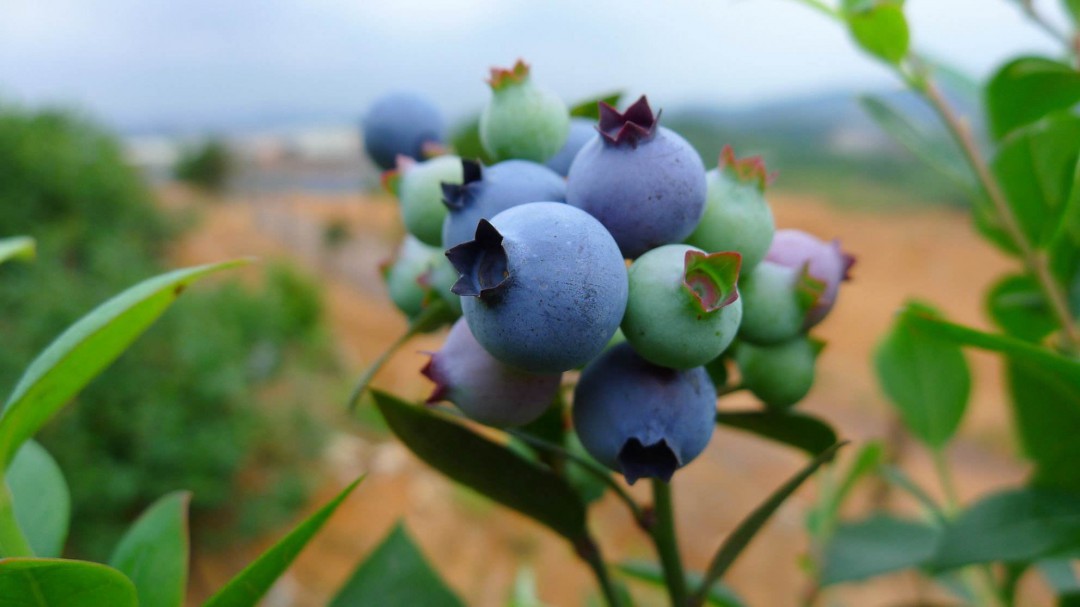 新鲜蓝莓可以放冰箱冷冻吗-原来真的可以