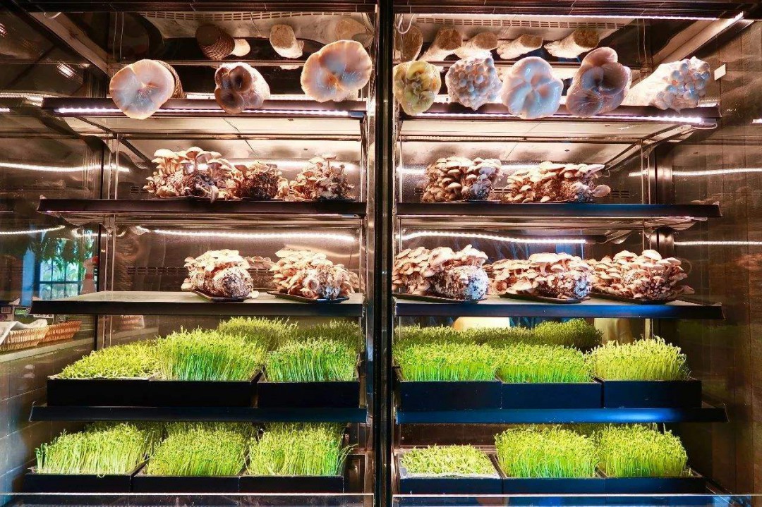 香菇在冰箱怎么储存-香菇在冰箱储存的方法